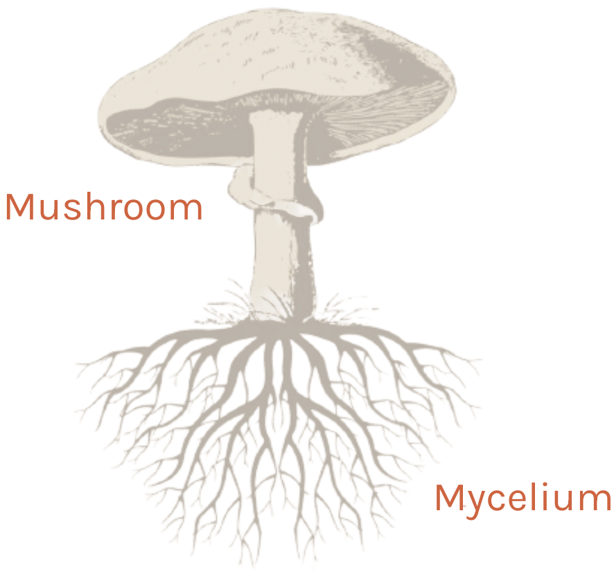 What is Mycelium? - GROWN bio