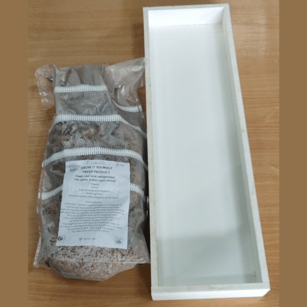 mycelium panel giy kit